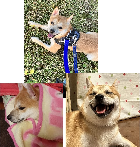 こめたろう（秋田市）こめたろうが我が家の一員になって、早２ヶ月。一才を過ぎ、ようやくお手もできるようになりました！毎日、よく吠え、よく食べ、よくかじり、よく眠り、日々成長を感じております。犬を飼ったことのなかった我が家にこめたろうを譲って頂き、本当にありがとうございました。
