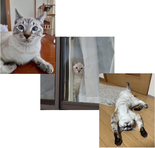 ふくまる（秋田市）我が家のムードメーカーふくまる、生後7ヶ月になり体重は4キロを越えました。人見知りしない犬のような子に育ってます。