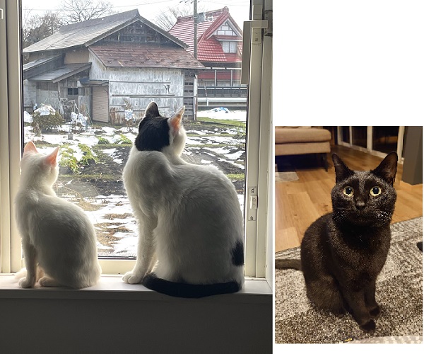 ぴの・のあ・あお（横手市）うちにお迎えして1年半ほど経ちました。黒、白黒の2匹はだいぶ立派？になりました！新しい子（白）もこれからすくすく育ってくれればと思います！