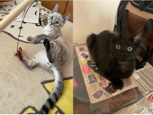 ちょこ・びすけ（秋田市）2人とも元気いっぱいで、よく食べ、よく遊び、よく寝ています。時々元気すぎて手に負えないこともあります。先住猫との距離はまだありますが、ゆっくり縮めていこうと思います。