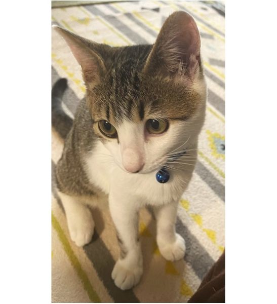 ふく（秋田市）人懐っこく元気いっぱいです。子猫のせいか遊ぶのが大好きで、お気に入りのおもちゃを持ってくるのでヘトヘトになるまで遊んでおります。トイレも失敗することなく、人慣れもよく預かり宅に感謝しておりふくとの縁を結んでくれたことにも感謝しております。元気でずっと一緒にいたいと思っております。