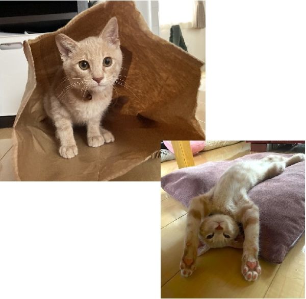 茶々丸（秋田市）我が家に来て2週間になりました。やんちゃにたくさん遊んで、寝てを繰り返しています。食欲旺盛で毎日元気に過ごしています。
