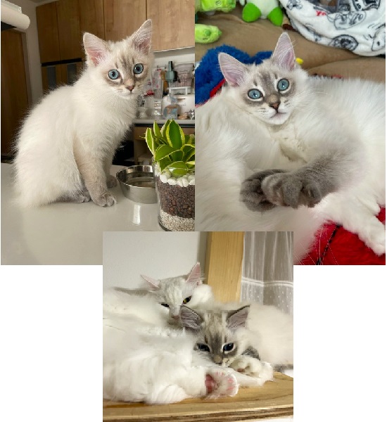 プリン・キラリ(秋田市）心配していた先住猫ともすぐに仲良くなり、毎日じゃれたり、毛繕いし合ったり、後をついて歩いたり、一緒に寝たりと毎日可愛らしい姿を見せてくれて幸せです♪人懐こい性格で子ども達も喜んでお世話しています！最近は甘えが増してきて、体をよじ登り肩に乗るのが好きなプリンです。お転婆娘でとっても可愛いです。これからも２匹で元気に過ごして欲しいです♪