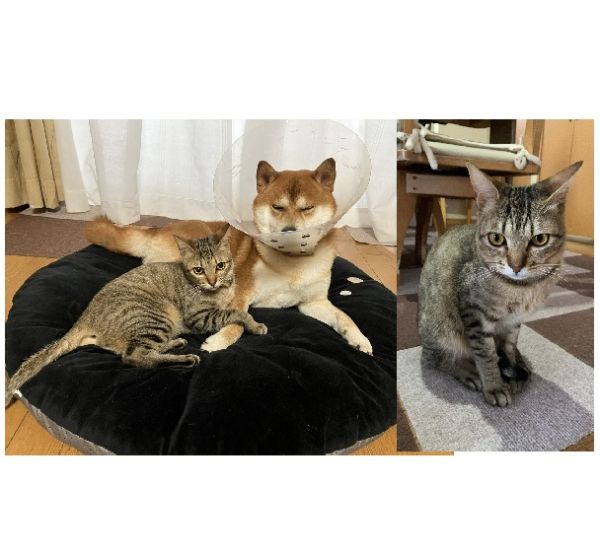 ねぎま（秋田市）ねぎまが我が家に来て2ヶ月が経ちました。先住犬と仲良くなるかなぁと心配しましたが、今では同じクッションでくつろぐまでになりました。やんちゃで食いしん坊のねぎま。これからも大切に育てて行きたいと思います。