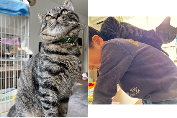 ちい太（秋田市）我が家にきて、4ヶ月が経ちました。やんちゃな息子とも仲良く今は兄弟のように遊んでます。ちいたは、人の肩に乗るのが大好きで、帰宅すると必ず誰かの肩に乗って甘えん坊です。6ヶ月になり先日、去勢手術も無事終わりました。体重も3.9kgとかなり増えてます。ちいたのお陰で息子も少しお兄さんになれたかな？と思ってます。