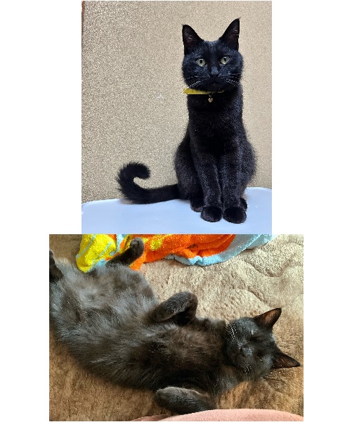 百之助（大仙市）我が家に来てから2ヶ月が経過しました。猫をお世話するのが初めてで最初は緊張していましたが、とても人懐っこい上に賢く毎日家族全員で可愛がっております。素敵な出会いをありがとうございます。