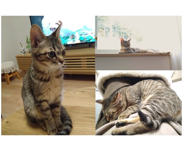 みっこ（秋田市）マロン改め、『みっこ』と名付けました。みっこ、とても元気に過ごしております。家や私達二人にもだいぶ慣れて、朝晩は目にも止まらない速さで、リビングから和室を駆け回っています。私も一緒にかくれんぼをして楽しんだりもします。笑朝起きた時や仕事を終えて帰ってソファーに座るとすぐに横に座って、膝に手と顔を乗せたり、膝の上に乗ったりして甘えきます。近づくとチューもしてくれて、とっても可愛いです！今月の初めに避妊をお願いしに動物病院に行ったのですが、2.1㌔でまだ体重が少ないので、4月位がいいと言われました。ですので、来月の予定にしています。ご飯は毎日普通に食べているのですが、多分、毎日すごい運動量なので、なかなか太らないのかなと思います。いたずらもしますが、本当に可愛くて、お迎えして本当に良かったです。