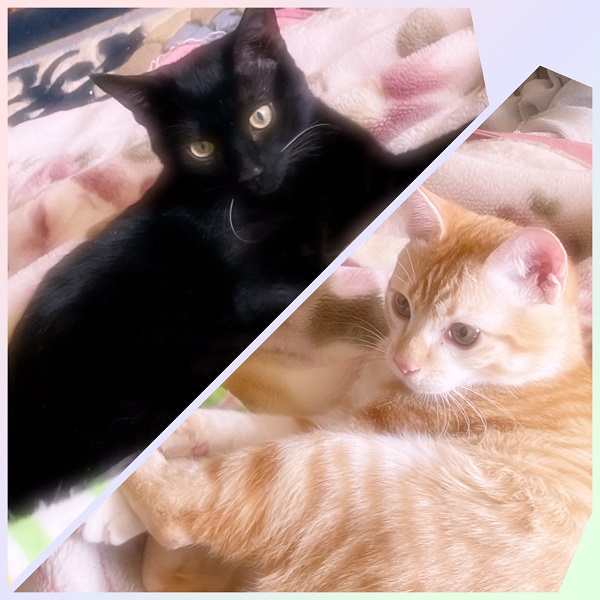 める・にこ（秋田市）譲っていただいたあたりに、軽い風邪症状はありましたが、その後は病気せず食欲も旺盛で今日まで過ごしています。去勢の方も数日後に行う予定です。いつも２匹で仲良くプロレスごっこもしています。家族みんな２匹の虜です。