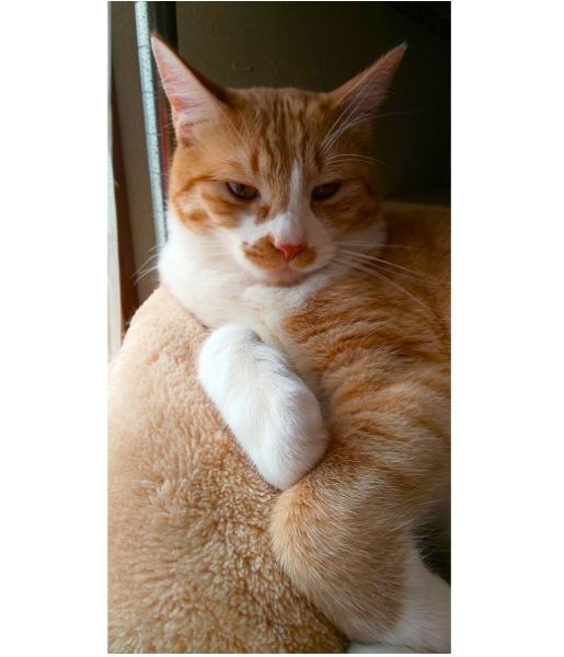 ムギ（秋田市）１歳のお誕生日を迎えました。ヤンチャ盛りで先住ネコ  ハチとも仲良く過ごしています。元気な様子にこちらも癒されています。