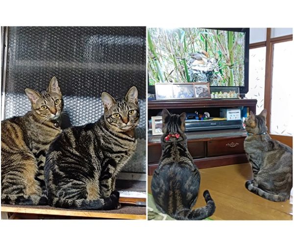 燕青・張清（仙北市）うちに来た当初は見分けが良くつかなかった二匹ですが、今ではほっそり燕青、むっちり張清と、個性が出てきました。性格は相変わらず、やんちゃな燕青、おっとり張清のままですが、すっかり家族にもなついてくれて、甘えん坊になっています。いつでも二匹一緒で、仲良しさも変わりません。うちに来てくれて、本当にありがたいの一言です。これからも一生懸命育てます。いぬ・ねこネットワーク秋田の皆様、ありがとうございました！