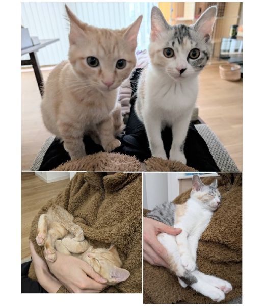 さん・むん（秋田市）さん（sun）ちゃん:メス、三毛むん（moon）ちゃん:オス、茶トラ2匹をお迎えして2ヶ月がたちました。最近は2匹とも体も大きくなり、顔つきも変わってきました。行動範囲も広がり、運動会(じゃれ合い)のレベルも上がり、気づいたらリビングが大変なことに…！というのも日常茶飯事ですが、元気いっぱいでとてもありがたいです。また、2匹とも相変わらずの甘えん坊で、人が座ってるのを見るとすぐに膝に飛び乗ってきます。さんちゃんは綺麗好きで、グルーミングには余念がありません。むんちゃんの毛並まで整えてくれています。顔立ちもシュッとして、美人さんになってきました。　むんちゃんはとにかく食いしん坊で、抱っこした時にズッシリと感じるようになってきました。また、好奇心旺盛で洗面台の感知式自動水栓のセンサーでよく遊んでいて、たまにおでこを濡らして登場します。　これからもみんなでのんびり健康に暮らしていけたらと思っております。私たちと2匹を繋いでくださったいぬ・ねこネットワークの皆様に感謝いたします。これからもよろしくお願いいたします！