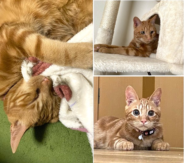 琥珀(秋田市)スタッフさんの予言通り(笑)、超絶甘えんボーイになっております🐱いつでもどこにでも着いてきて傍を離れませんご飯も好き嫌いせず食べてくれます🤲左目は変わらず涙😢してますが、嫌々しつつ拭かれてます笑冬なので水分不足を心配していましたがウォーターサーバーのお水が大好きなので毎日ごくごく飲んでくれて助かっています。地域猫ちゃんがいたり、近所に猫ちゃんを飼っているお家があり、窓越しにコミュニケーションをとっているのを見かけます。元気にスクスク育ってます🍀*゜1年後また報告いたします。