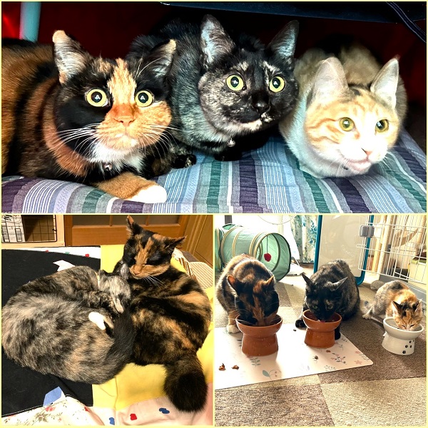 ちゃび・ぐり（福島県）ちゃびがうちに来て1年が経ちました。10月に自分で保護した子（つぶ）が加わり、3匹で仲良く、元気に過ごしています。よく食べ、よく寝て、よく遊んで、賑やかな毎日です。