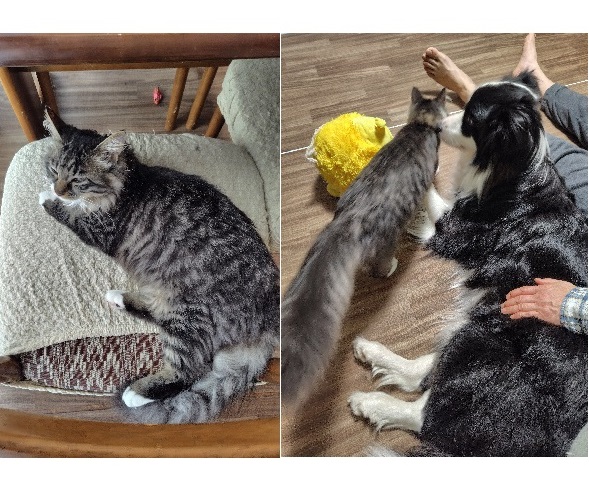 ゆず（秋田市）先住犬とも仲良くやってます。昨日、避妊手術前の健康診断に行って来ました。特に異常なしとのことでした。