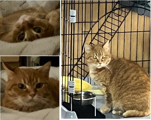 きなこ（秋田市）少しずつ、うちでの生活に慣れてきました。先住猫とも鼻チューして、仲良くしています。正式譲渡から2週間目の今日.初めて私のベッドに来て、リラックスした表情を見せてくれました。