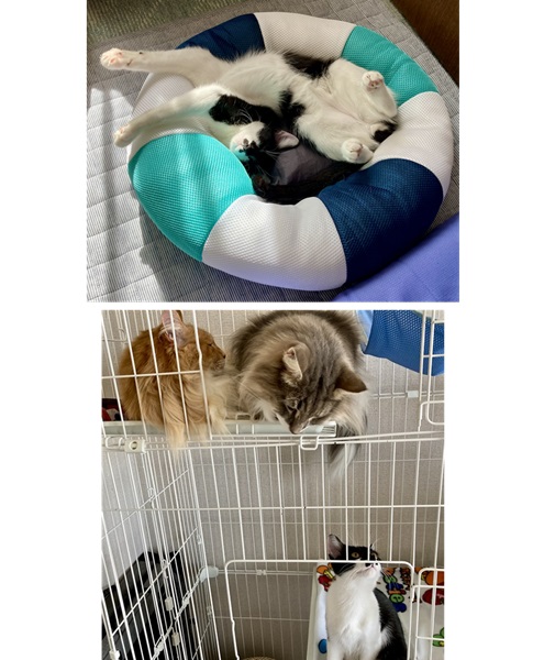 くう（大仙市）グリコ4兄弟の末っ子？『ポッキー』改め空をお迎えして、早2ヶ月になろうとしています。先住の兄達に構って欲しくて追いかけて怒られても向かって行く、鋼のメンタルなのか、ただの天然boyなのか…毎日賑やかに過ごしています。