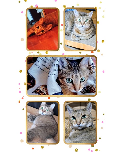 ちーちゃん（羽後町）ちゃーちゃん、５歳になりました(*^^*)大人年齢になりましたが、まだ自分は赤ちゃんだと思っているようです笑夏に弱くて毎年夏バテしてますが、現在はわがままボディに戻りました！これからもよろしくね！ちゃーちゃん☆