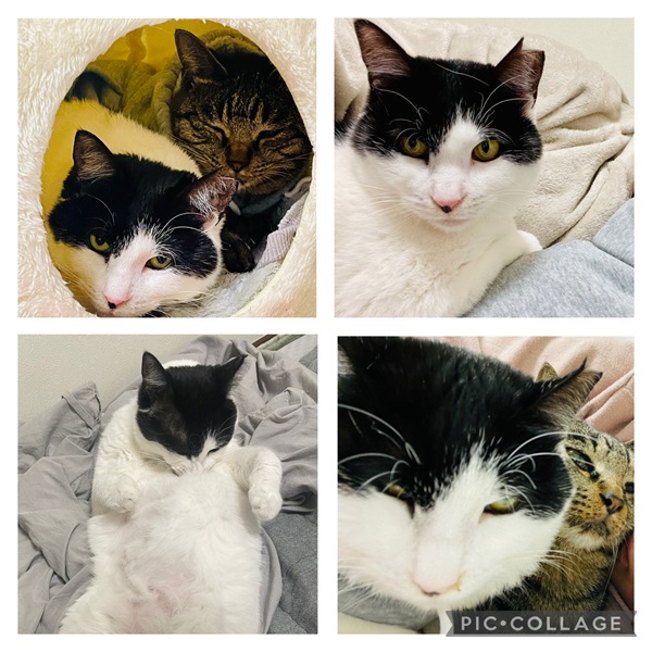 あずき（秋田市）あずきがうちの子になって4ヶ月目となりました。最初は先住のこまめとそこまで仲良くなく、こまめにシバかれたり、逆に煽りに行ったり…私にもちょっと遠慮気味でした。3ヶ月を過ぎた頃から、私の手を舐めてくれたり、こまめがあずきをグルーミングしたりと少しずつ変化が起きて、最近は寒いからかこまめとあずきが２人で寝てることもあります。私とも毎日一緒に寝てくれます。愛しくてしかたないです。ご飯もたくさん食べてくれるようになり、モチモチ感が増しました。