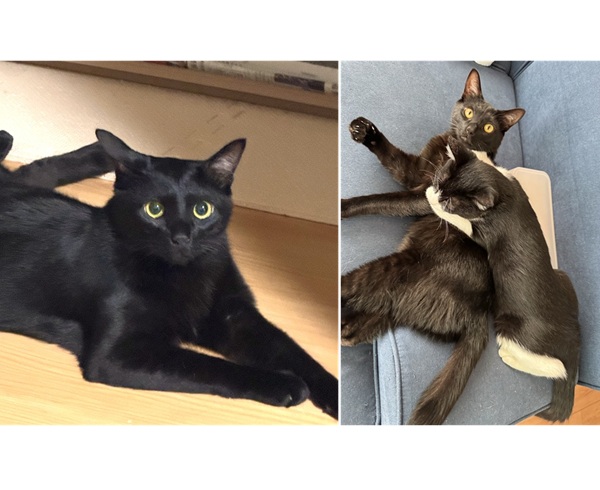 ノワール（大仙市）お迎えして1年が経ちました！6月にお迎えした猫ちゃんとも仲良くしてくれてとてもありがたいです！寒くなってきて、2匹で一緒に寝たり、布団の上や中で寝ることが多くなりました！これからも2匹仲良く、すくすく育ってくれることを願っています！