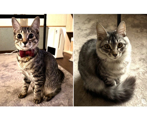 ルビ・アメ（秋田市）8月の譲渡会でお家に迎え入れました。とっても仲良しで、いつも一緒に寝て、遊んでます！性格は基本的に優しいですが、それぞれ違いがあったりして見てて癒されます。素敵な出会いに保護主様、いぬ・ねこネットワーク様に感謝です！