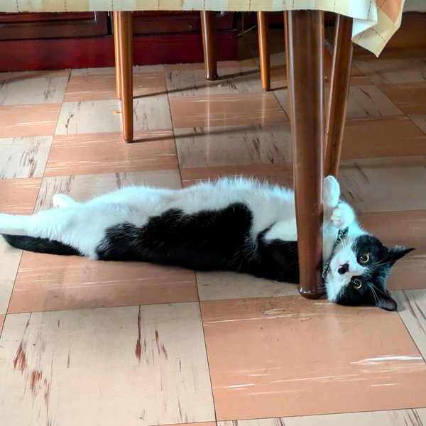 こたろう（横手市）昨年11月にわが家に来てから1年経ちました。9月にワクチン接種もしました。体重が6キロ近くあったのでダイエットフードを食べています。元気いっぱい走っては甘えています。