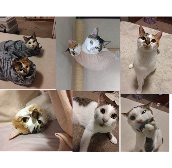 福・健太郎（八峰町）かわいいかわいい2匹のきょうだい猫とのご縁をいただいてから、あっという間に１年が経ちました。福ちゃんも、健ちゃんも、毎日元気いーっぱいです！1歳を過ぎて、男の子と女の子でかなり体格差がつきましたが、いつも2匹で取っ組み合ったり、追いかけっこをしたりして仲良く遊んでいます。相変わらずこちらが時々心配になるくらい元気です。2匹ともとっても甘えん坊で、福ちゃんは私がちょっと腰を下ろすと、すぐ私の脚の間にはまってゴロゴロします。健ちゃんは私が仕事に行くのを阻止しようとするので、いつも後ろ髪を引かれます。2匹がかわいくて仕方ありません。これから先もずーっと、必ず大切にいたします。