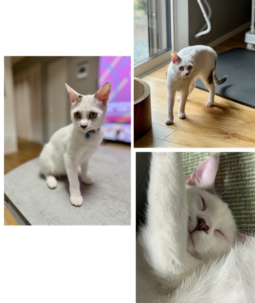 森下さん（秋田市）譲渡頂いてから2ヶ月が経ち、700g程だった体重も2.5kgになるくらいに成長しました。初日からご飯をモリモリ食べてますが、その分家の中を忙しなく動き回っているせいか、まだちょっと痩せ型だとお医者さんには言われています。遊びたいときは爆竹のように動き回りつつも、最近は少しづつ落ち着きも出てきたかな？という感じです。人に甘えてくっ付いたり、膝やお腹に乗ったりしたまま寝ることもあります。とても元気でかわいい素晴らしい猫さんです。うちに来てくれたことに感謝でいっぱいです。