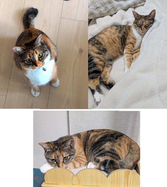 雨（秋田市）雨と暮らしはじめてもうすぐ1年。毎日帰るたびに可愛さに驚かされます。遊ぶの大好きですが、わたしの年齢を越したかのように朝起こしてくれたり、掃除を手伝ってくれたり荷物を運ぶのを手伝ってくれたり、洗濯物を取り込むのを手伝ってくれたり母親のようです。全部妄想ですが、そのように捉えています。雨大好きありがとう。