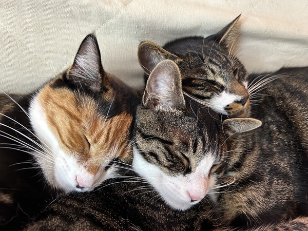 しま・育三郎・柴三郎（由利本荘市）11月17日 我が家にお迎えし1年経ちました。楽しく、賑やか毎日で、あっという間でした。先日、ワクチン接種に行ってきましたが、しま（4.7kg）育三郎（5.2kg）柴三郎（5kg）と、しっかり成長を感じました。保護主さん、本当にありがとうございました。大きくなりましたよ!!これからも、よろしくお願い致します。