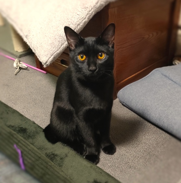 朔（三種町）やっと慣れてきて、猫じゃらしを持ってきて遊んでアピールしたり、抱っこはあまりさせてくれませんが座っている人の横にピタっとくっついてきたりするようになりました。後を興味津々で追いかけて来ますが、まだこちらから近づくと逃げます。