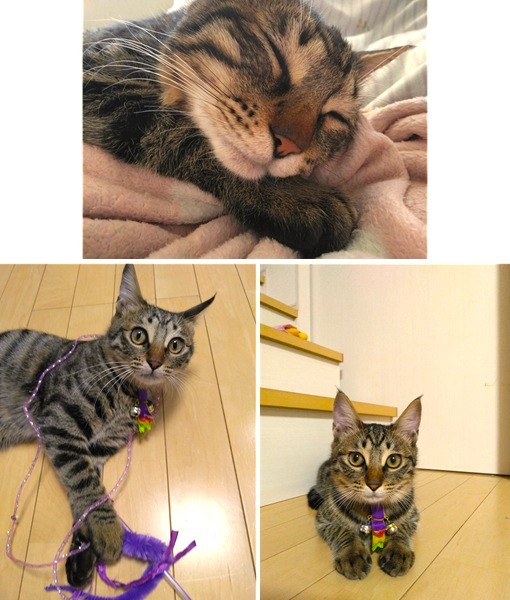 カルカン(秋田市)カルカンは、迎えた当初は体重が約2.5kgでしたが、今では5kgほどまで大きくなり、元気に過ごしています!しっかり食べて、よく遊んで、健やかに育ってくれてとても嬉しく思っています😊最初の頃はお互いに少し距離があったのですが、今ではすっかり安心してくれて、そばに寄り添ってくれるようになりました。落ち込んだときにそっと近くにいてくれたり、静かに寄り添ってくれたりする姿に、たくさん励まされ、何度も救われています✨また、去勢手術の際には助成金をご支援いただき、本当にありがとうございました!安心して手術を受けさせることができ、心より感謝しております!🙌普段の様子としては、名前を呼ぶとすぐ駆け寄ってきたり、寝ているときに話しかけるとゴロゴロしてくれたり、日々の中でたくさんの癒やしをくれています😆これからも変わらず大切にお世話して、安心して暮らしていける環境を整えてまいります!今後ともどうぞよろしくお願いいたします🙇🙏