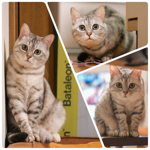 すもあ（にかほ市）すもあを迎え1年が過ぎました。家族みんなにチヤホヤされよくお話しする我が家のアイドルとして元気に過ごしています。