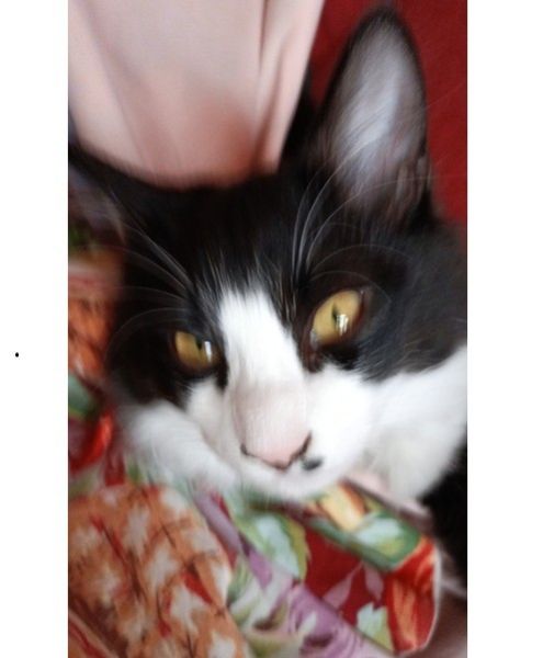 福ちゃん（横手市）体重へ3キログラムになりました毎日　新しい事を覚えていたずらしてくれます