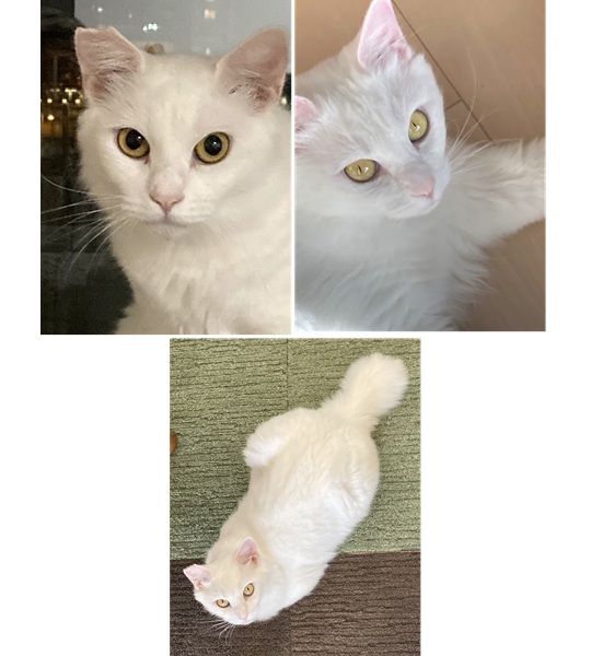 ちとせ（秋田市）ちとせ(メス、2才)ちゃんが我が家に来て2ヶ月になりました。猫ドックをして、とても健康体だと褒められました。天真爛漫で、初めて来たお客さんにも、とてもフレンドリーです。毎日彼女に癒されています。犬猫ネットワークの皆さん、保護主さま、素敵なご縁を本当にありがとうございました。