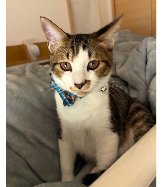 るな（秋田市）とにかく甘えん坊でかまってちゃん箱があると直ぐに入って落ち着いてます先住犬、猫とも仲良しでとっても食いしん坊ですこれからの成長が楽しみです