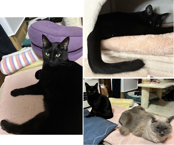 ハヤテ（由利本荘市）タワーの穴の中がお気に入りで、寛いで眠る姿をよく見ます。食欲も旺盛で、元気に部屋を走り回り、特に母によく懐くようになりました。先住のガルムとも仲良くなり、一緒に遊んだりしています。