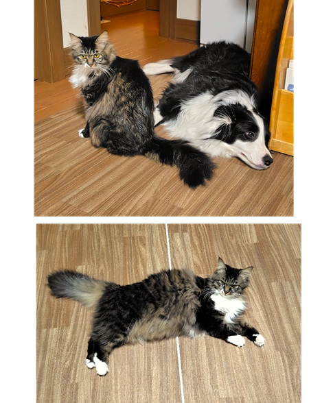 ユズ（秋田市）去年の冬至に家にやってきた子猫のユズは、1年で大きなモフモフの猫に成長しました。先住犬とはとても仲良しの遊び友達になり、毎日ワンニャンプロレスや追いかけっこをして遊んでします。素敵な出会いに感謝です。