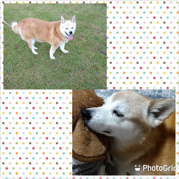 こもも（潟上市）13年目の報告です。10月、無事に13歳を迎えることができました。おばぁちゃん犬ですがまだまだ現役で番犬してくれています（笑）これからも大きな病気せずに、ゆっくり過ごしていけならいいなぁ～って思ってます。