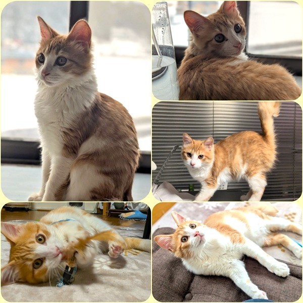 吉宗（由利本荘市）我が家に来て間もなく2ヶ月になります。来たときはもうすぐ生後2ヶ月、体重1.2kgでしたが、今は生後3ヶ月、体重2.5kgになりました！とにかくやんちゃ坊主（笑）いっぱい遊んで、いっぱい食べて、遊び疲れてぐっすり眠る毎日です。イタズラもたくさんしてくれて、手がかかるのがまた可愛くてたまらないです！3月頃に去勢手術の予定です。可愛くて可愛くてたまらない吉宗です。素敵な出会いをありがとうございました。