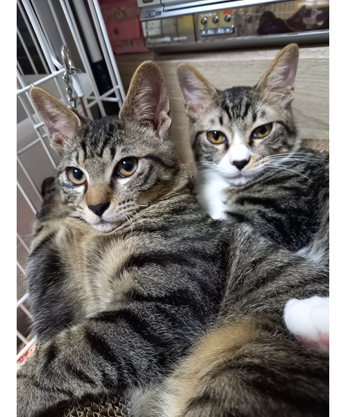 諭吉・福（秋田市）我が家に来て２ヶ月がたちました。兄弟2匹仲良く賑やかに過ごしています。すっかり家族の一員です。これからの成長が楽しみです！素敵な出会いをありがとうございました。