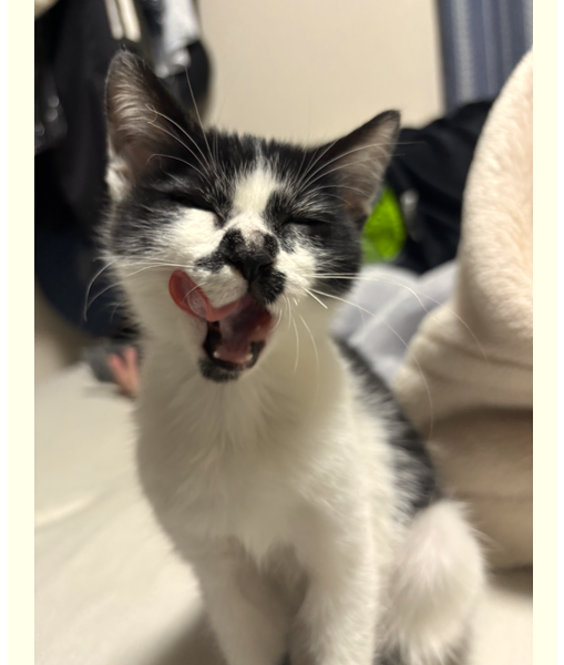 ライ(秋田市）お家に来て2ヶ月が経ちました！食いしん坊でやんちゃで甘えん坊な男の子に育ってます！ワクチンも上手に出来ました！