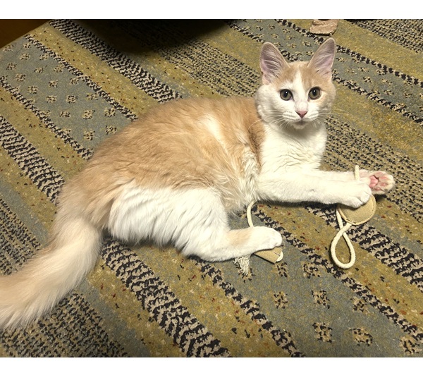 モカ（秋田市）うちに来て2ヶ月がたちました。少し早いようですが最近発情期気味のようなので近いうちに病院に手術の相談に行こうと思います。今年一年この子にとってもいい一年になりますように。