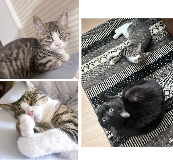 らん（横手市）一緒に過ごして1年が経過しようとしております。紹介文にも活発と書かれておりましたが、仰る通り本当に活発で先住猫のお兄ちゃんを圧倒しており、異常なお転婆を可愛さでカバーしてます(*^^*)懐っこく甘えん坊な性格に家族(特に父)はメロメロで、こちらが毎日幸せをいただいております。お譲り頂きありがとうございます！