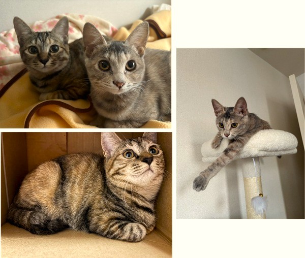 梓・柳（秋田市）譲渡から2カ月が経ちました。毎日オモチャでたくさん遊びます。お昼寝から起きるとスリスリして甘えてきてくれます。起きてても寝てても何してても可愛い、大事な２匹です。