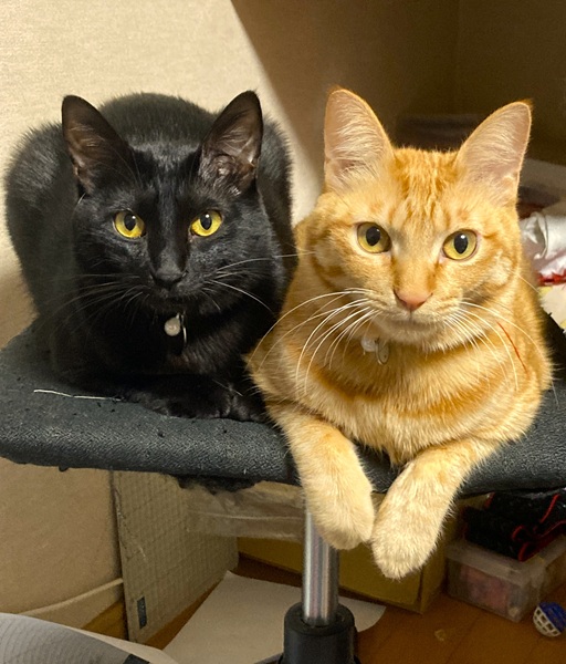 クロ・チョコ（横手市）我が家に来て1年が経ちました。毎日、自由気ままに元気に過ごしています。