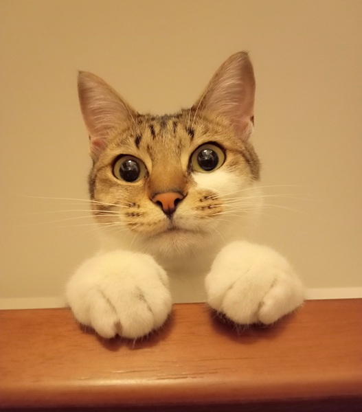 びすこ（秋田市）家族になって1年がたちました。たくさん食べてよく遊び大きく成長しました。いたずら好きの甘えん坊で先住猫とも仲良くしています。