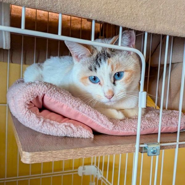 空美（潟上市）お迎えして2ヶ月が経ちました。とても可愛くて、家族みんなに癒しと元気をくれています。小さく可愛い声で話し掛けてくれたり、ご機嫌なときは尻尾がポワンと太くなるので、それもまた可愛いです。