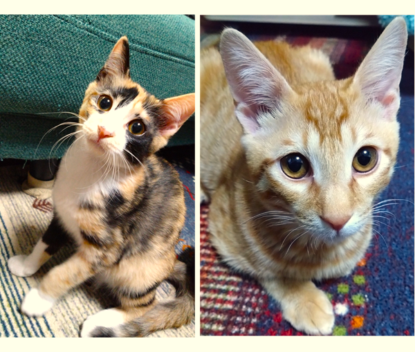 リズ・こむぎリズは好奇心いっぱいで、どんな箱にもすぐ入ります。こむぎは食いしん坊で甘えん坊。二匹とも元気いっぱいで、家中を走り回っています。子どもたちとも仲良く遊んでいて、毎日とてもにぎやかです。