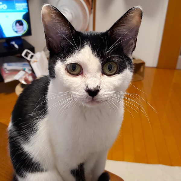 チロ（秋田市）チロちゃんはご飯もたくさん食べるし元気いっぱい部屋中走り回ってすくすく育っています！避妊手術は来月に予定しています。甘えん坊で好奇心旺盛ですが賢くとても可愛いです。我が家に来てくれて感謝しております！