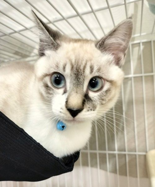 じろ（秋田市）よく食べ、よく遊び、よく眠る!!元気いっぱいのいたずらっこに成長中！家族みんな、かわいいじろに夢中です！